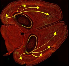Mouse brain drawing with some yellow arrows on either side of the brain